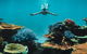 Great Barrier Reef Cruise From Townsville Or Magnetic Island - thumb 11