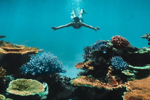 Great Barrier Reef Cruise From Townsville Or Magnetic Island - Sunshine Coast Tourism 11