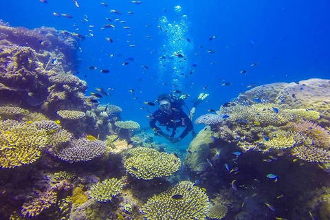 Great Barrier Reef Cruise From Townsville Or Magnetic Island - Sunshine Coast Tourism 12