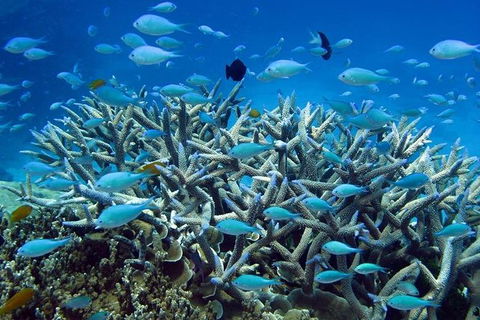 Great Barrier Reef Cruise From Townsville Or Magnetic Island - Sunshine Coast Tourism 14