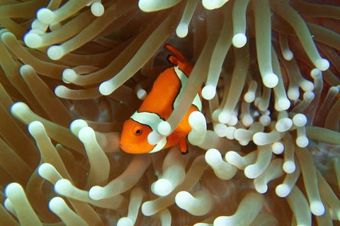 Great Barrier Reef Cruise From Townsville Or Magnetic Island - Sunshine Coast Tourism 9