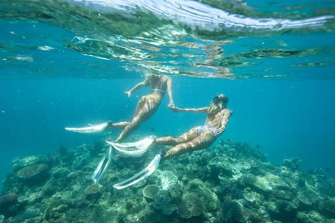 Great Barrier Reef Cruise From Townsville Or Magnetic Island - Sunshine Coast Tourism 8