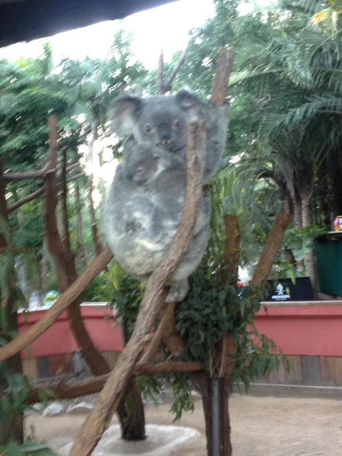 Hartley's Crocodile Adventures Day Trip From Cairns - Sunshine Coast Tourism 7