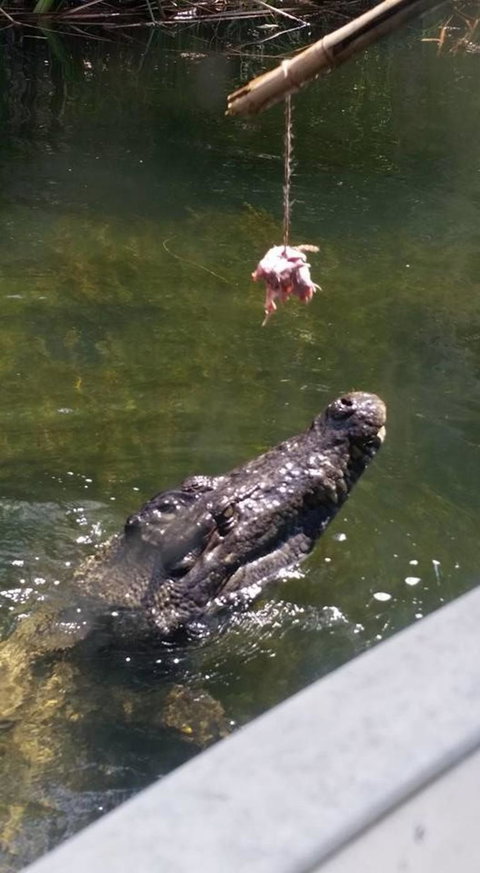 Hartley's Crocodile Adventures Day Trip From Cairns - Sunshine Coast Tourism 11