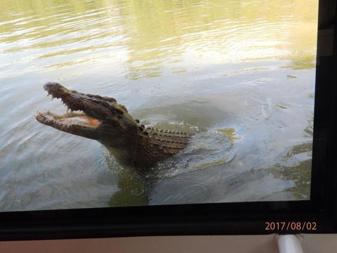 Hartley's Crocodile Adventures Day Trip From Cairns - Sunshine Coast Tourism 4