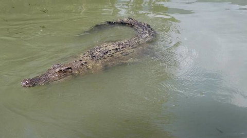 Hartley's Crocodile Adventures Day Trip From Cairns - Sunshine Coast Tourism 10
