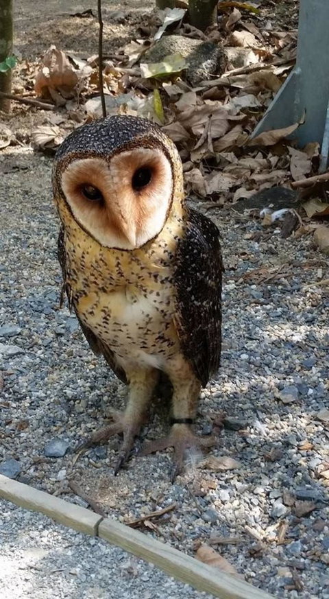 Hartley's Crocodile Adventures Day Trip From Cairns - Sunshine Coast Tourism 9