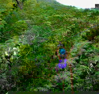 Tamborine Mountain Daily Service Treetop Challenge and Thunderbird Park - Sunshine Coast Tourism