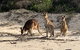 Bribie Island Boat And 4x4 Beach Tour - thumb 9