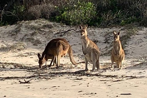 Bribie Island Boat And 4x4 Beach Tour - Sunshine Coast Tourism 9