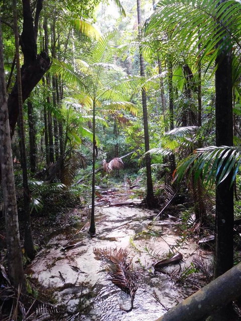 2-Day Fraser Island 4WD Tour From Brisbane Or The Gold Coast - Sunshine Coast Tourism 8
