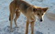 2-Day Fraser Island 4WD Tour From Brisbane Or The Gold Coast - thumb 1