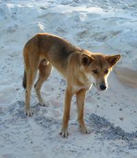 2-Day Fraser Island 4WD Tour From Brisbane Or The Gold Coast - Sunshine Coast Tourism 1