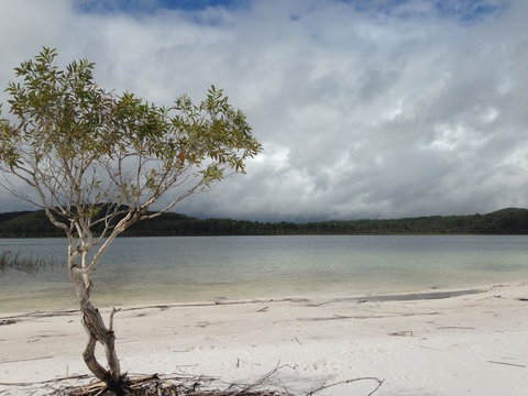 2-Day Fraser Island 4WD Tour From Brisbane Or The Gold Coast - Sunshine Coast Tourism 7