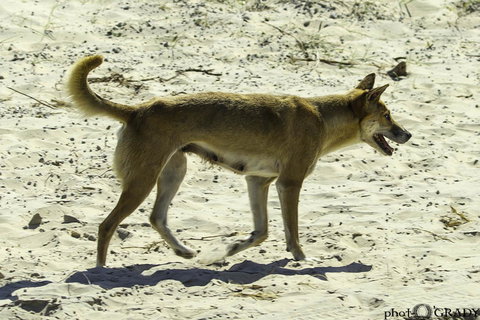 2-Day Fraser Island 4WD Tour From Brisbane Or The Gold Coast - Sunshine Coast Tourism 2