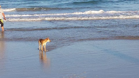 2-Day Fraser Island 4WD Tour From Brisbane Or The Gold Coast - Sunshine Coast Tourism 10
