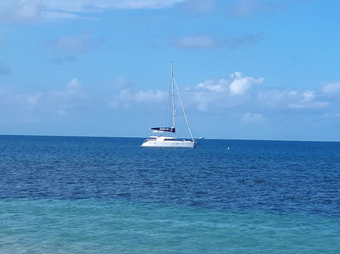 Afternoon Low Isles Snorkeling And Sailing Cruise From Port Douglas - Sunshine Coast Tourism 7
