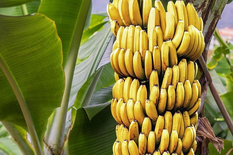 Atherton Tablelands Small-Group Food & Wine Tasting Tour From Port Douglas - Holiday Sunshine Coast 28