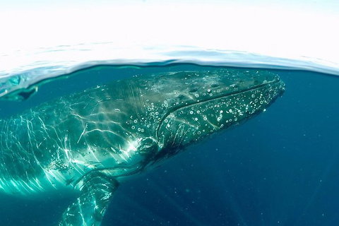 Whale Watching And Surfers Paradise Day Trip From Brisbane - Sunshine Coast Tourism 1