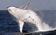 Whale Watching And Surfers Paradise Day Trip From Brisbane - thumb 0