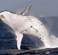 Whale Watching and Surfers Paradise Day Trip from Brisbane - Sunshine Coast Tourism