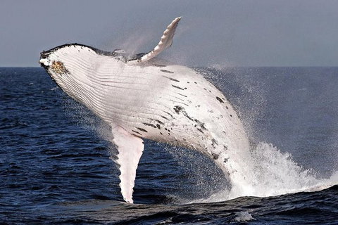 Whale Watching And Surfers Paradise Day Trip From Brisbane - Sunshine Coast Tourism 0