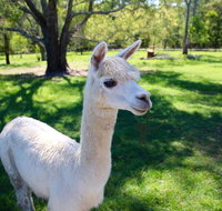 Half Day Animal Tour - Sunshine Coast Tourism