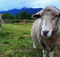 Trevena Glen Farm Animal Experience - Sunshine Coast Tourism