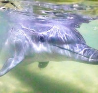 Premium Dolphin Feeding Day Cruise to Tangalooma Island Resort on Moreton Island - Sunshine Coast Tourism