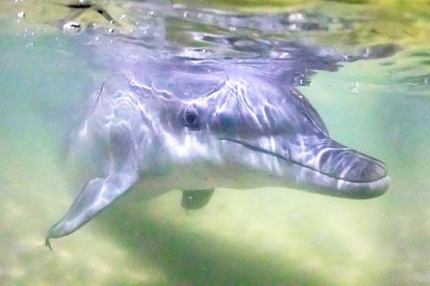 Premium Dolphin Feeding Day Cruise To Tangalooma Island Resort On Moreton Island - Sunshine Coast Tourism 0