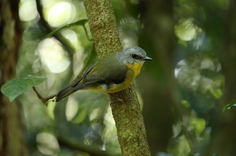 O'Reilly's Lamington National Park And Treetop Canopy Tour - Sunshine Coast Tourism 3