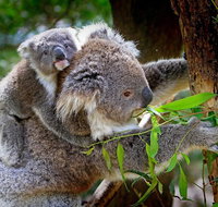 Koalas Kangaroos  Mt Coot-tha Scenic Views Private Tour with Local Guide - Sunshine Coast Tourism