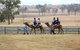 Camel Rides - thumb 1