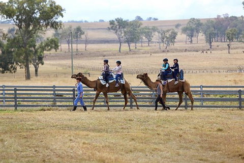 Camel Rides - Sunshine Coast Tourism 1