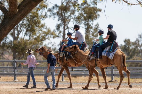 Camel Rides - Sunshine Coast Tourism 0