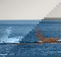 Whale Watching Ocean Tour - Sunshine Coast Tourism