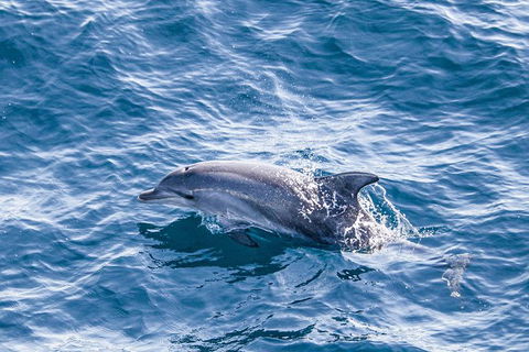 All Inclusive Dolphin And Tangalooma Wrecks Cruise Departing Gold Coast - Sunshine Coast Tourism 7