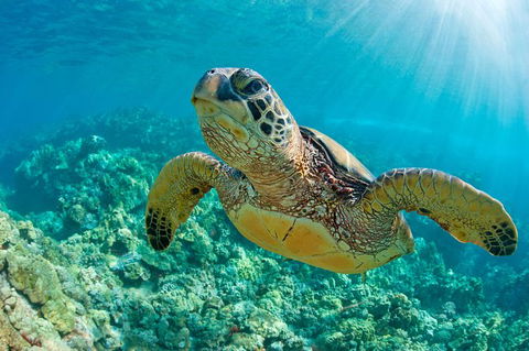 All Inclusive Dolphin And Tangalooma Wrecks Cruise Departing Gold Coast - Sunshine Coast Tourism 10