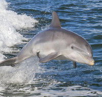 Noosa Oceanrider Scenic Dolphin Safari - Sunshine Coast Tourism
