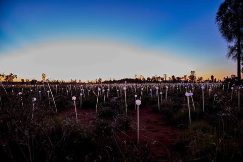 Uluru Field Of Light Sunrise Tour - Sunshine Coast Tourism 8