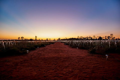 Uluru Field Of Light Sunrise Tour - Sunshine Coast Tourism 14