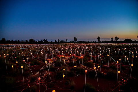 Uluru Field Of Light Sunrise Tour - Sunshine Coast Tourism 7