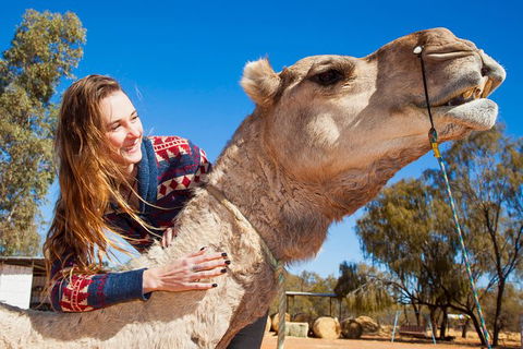 Alice Springs Camel Tour - Sunshine Coast Tourism 6