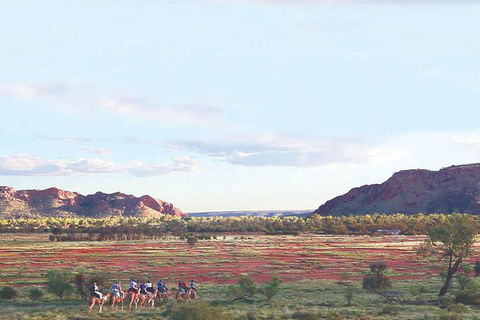 Alice Springs Camel Tour - Sunshine Coast Tourism 3