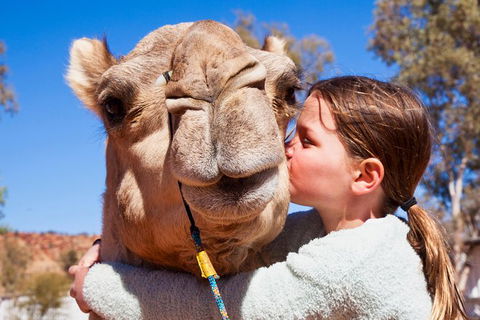 Alice Springs Camel Tour - Sunshine Coast Tourism 2
