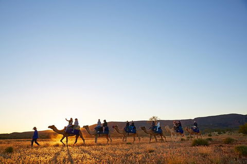 Alice Springs Camel Tour - Sunshine Coast Tourism 9