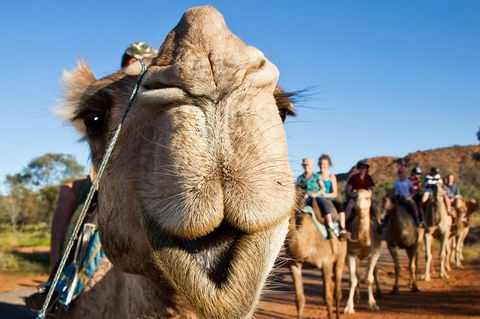 Alice Springs Camel Tour - Sunshine Coast Tourism 10
