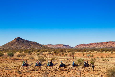 Alice Springs Camel Tour - Sunshine Coast Tourism 5