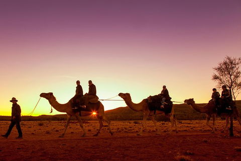 Alice Springs Camel Tour - Sunshine Coast Tourism 4
