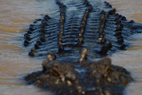 Darwin Jumping Crocodiles Cruise On Adelaide River - Sunshine Coast Tourism 1